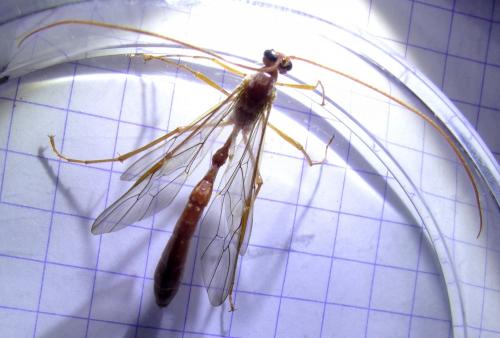 Réf. 289 934 : Enicospilus inflexus